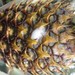 Thumbnail of Bacterial heart and fruit rot of pineapple