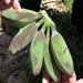 Thumbnail of Freckle disease of banana