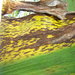 Thumbnail of Black sigatoka of banana