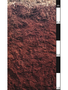 Ferrosol soil in Beechmont, Queensland. Ferrosol soil in Beechmont, Queensland.