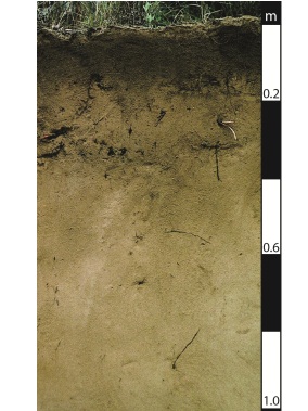 Arenosol soil near Dalby, Queensland. Arenosol soil near Dalby, Queensland.