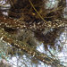 Thumbnail of Giant pine scale