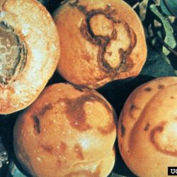 Fruit symptoms of sharka