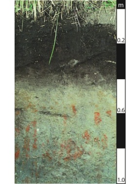 Hydrosol soil in Jacobs Well, Queensland. Hydrosol soil in Jacobs Well, Queensland.