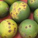 Thumbnail of Asiatic citrus canker