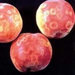 Thumbnail of Sharka
