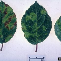 Leaf symptoms of sharka