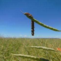 Caterpillar hanging from canola pod by its hind legs