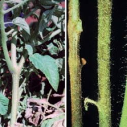 Symptoms of tomato russet mite infestation