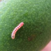 Red banded mango caterpillar