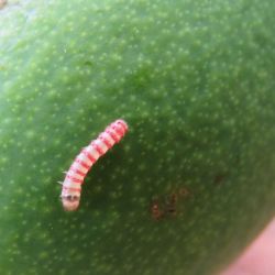 Red banded mango caterpillar