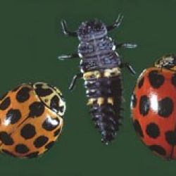 Two spotted red-and-black ladybird beetles and an elongated ladybird larva.