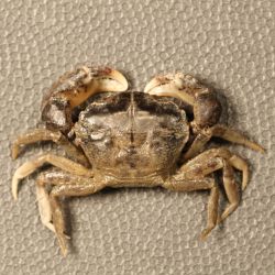 Small crab about 1–2cm