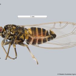 Adult tomato-potato psyllid, side view