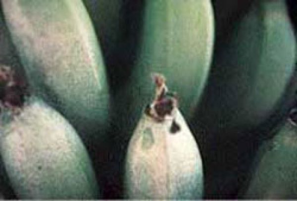 Two-spotted mite damage to banana