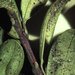 Thumbnail of Southern red mite
