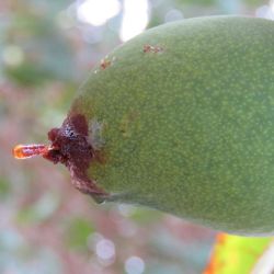 Mango sap dripping down the fruit indicating the presence of an entry or exit hole caused by the red banded mango caterpillar