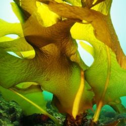 Seaweed growing on sea floor, about 1m long