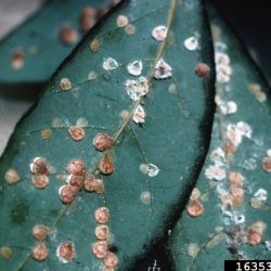 Mature female pyriform scale insects