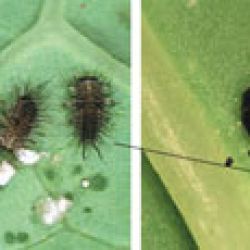 Two-spotted mite predator