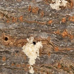 Entrance holes created by polyphagous shot-hole borer tunnelling surrounded by frass