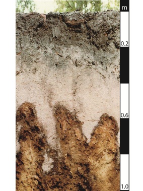 Podosol soil in Maryborough, Queensland. Podosol soil in Maryborough, Queensland.