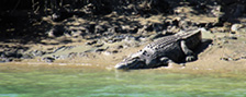 Crocodile on the bank of a river