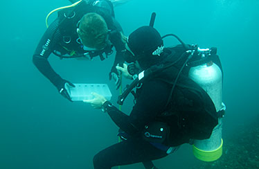 Image showing researchers collecting genetic samples of the grey nurse sharks in the Wolf Rock area.