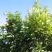 Thumbnail of Citrus greening