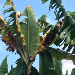 Intermediate stage of infection - more browning and leaves starting to die
