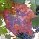 Advanced symptoms of Pierce's disease on a merlot grapevine leaf