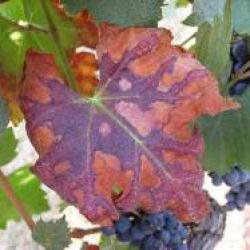 Advanced symptoms of Pierce's disease on a merlot grapevine leaf