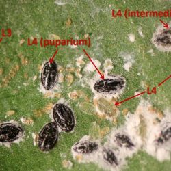 Close-up of capsicum whitefly adults and nymphs; note the black fourth-stage (L4) nymphs