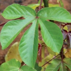 Bellyache bush leaf