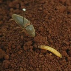 True wireworm (adult and larva)
