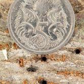 Female polyphagous shot-hole borer next to entrance holes in a tree branch caused by borer tunnelling