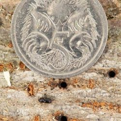 Female polyphagous shot-hole borer next to entrance holes in a tree branch caused by borer tunnelling