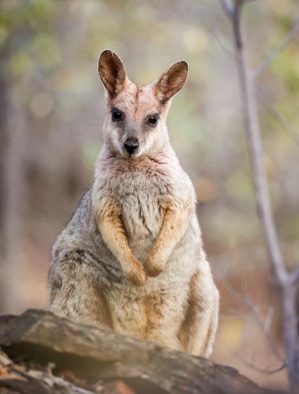 Photo of a purple-necked rock-wallaby