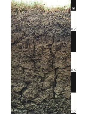 Vertosol soil in Beaudesert, Queensland Vertosol soil in Beaudesert, Queensland