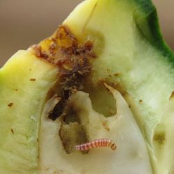 Inside infested fruit, the caterpillars feed on the flesh and seed