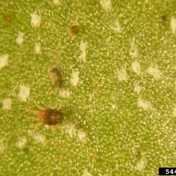 Multiple life stages of southern red mite, including shed white exosketetons from moulting 