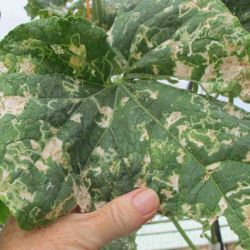 Significant vegetable leafminer damage on hydroponic cucumber leaves.
