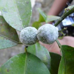 Young citrus fruit covered with white 'powdery' spores