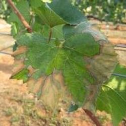 Symptoms of leaf scalding caused by Pierce's disease on Chardonnay grapevine leaves