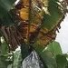 Thumbnail of Panama disease tropical race 4