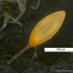 Close-up view of an egg
