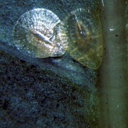 Immature pyriform scale insects