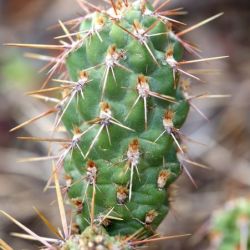 Jumping cholla cladode