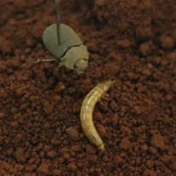 False wireworm (adult and larva)