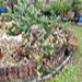 Thumbnail of Cochineal nopal cactus